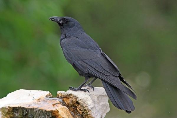 Fish Crow by Dan Irizarry is licensed under CC BY-NC-SA 2.0